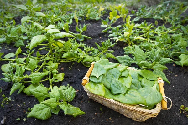 Ispanak topluyorum. Büyüyen ıspanağın arasında taze toplanmış ıspanak yaprakları sepeti var..