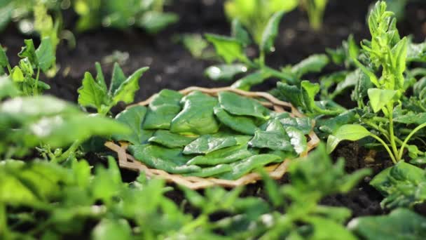 Spinazie Oogsten Onder Groeiende Spinazie Bevindt Zich Een Houten Bord — Stockvideo