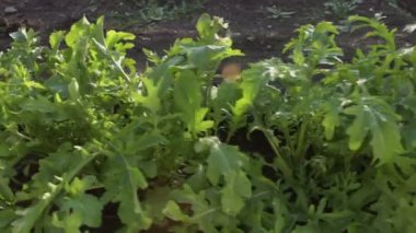 Büyüyen rogula.2 shot. Arugula açık alanda büyüyor. 1. Çekim: Kamera roka yatağı boyunca sorunsuzca hareket ediyor. 2. Tepeden tırnağa dönüyor. Odaklanma bir yapraktan diğerine hareket eder.