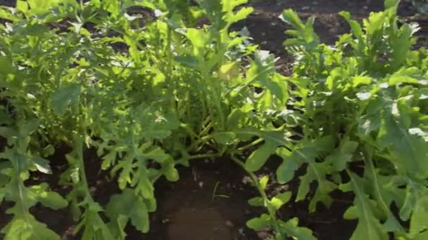 Cultivando Rúcula Arúgula Creciendo Campo Abierto Cámara Mueve Suavemente Largo — Vídeo de stock