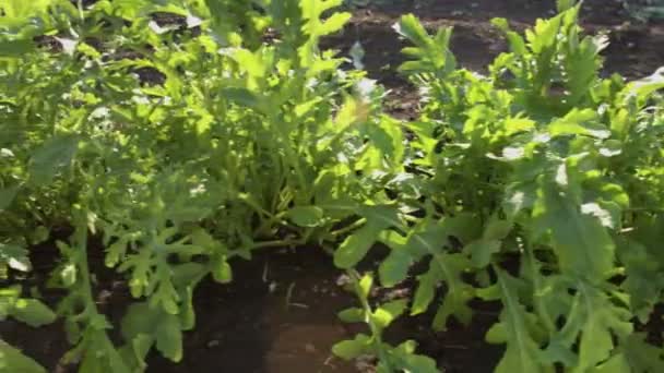 Groeiende Ruwheid Schoten Arugula Groeit Volle Grond Shot Camera Beweegt — Stockvideo