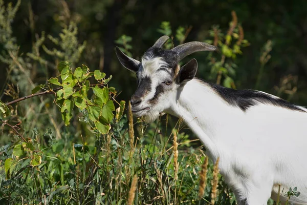 Ziege Der Natur Die Ziege Weidet Dickicht Des Grases — Stockfoto