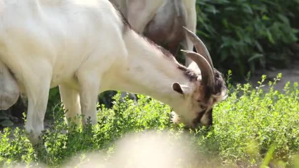 Kozy Přírodě Kozel Mladou Čerstvou Trávu — Stock video