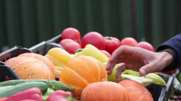 Citrouille Sur Marché Main Client Prend Une Petite Belle Citrouille — Video