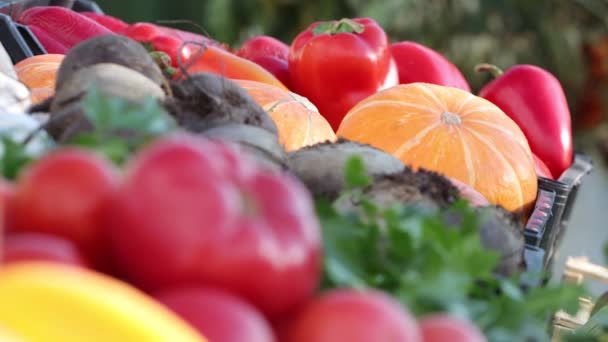 Dynie Pomidory Targu Rynku Znajdują Się Pudła Warzyw Papryka Dynie — Wideo stockowe