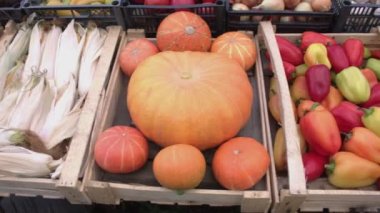 Marketteki sebzeler. Sebze kasaları boyunca düzgün kamera hareketi: mısır, balkabağı, biber, maydanoz, havuç, soğan.