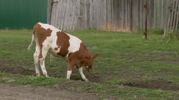 Das Kalb frisst Gras. Mitte und Nahaufnahme. — Stockvideo