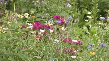 Alan ve Bahçe çiçek. Wasp nektar toplar.