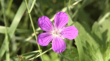 Robert Geranium ormanda çiçek açar..