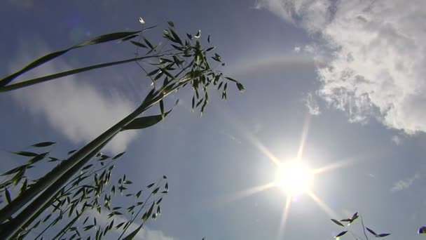 Der wachsende Hafer in der Sonne. — Stockvideo