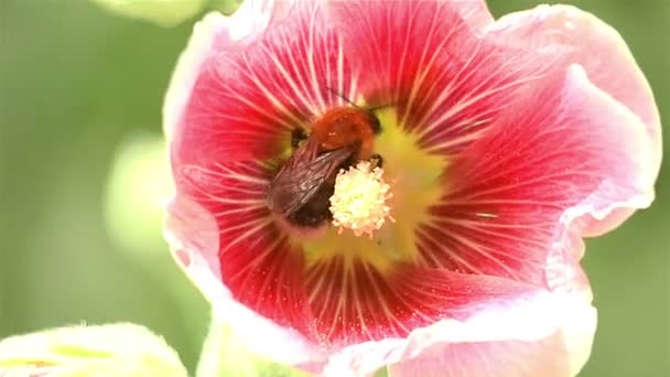 Arı polen Glayöl toplar.. — Stok video