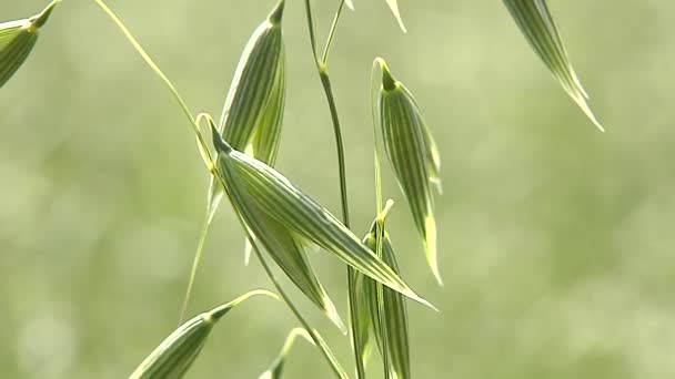 Cultivo de avena de grano balanceándose en el viento . — Vídeo de stock