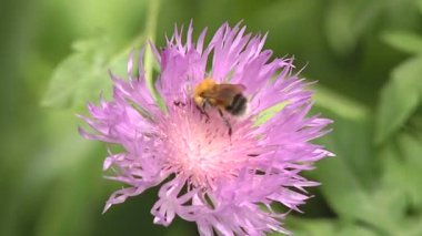 Bumblebee ve karınca bir çiçek üzerinde.