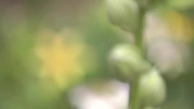 Sarı zambak. odakta