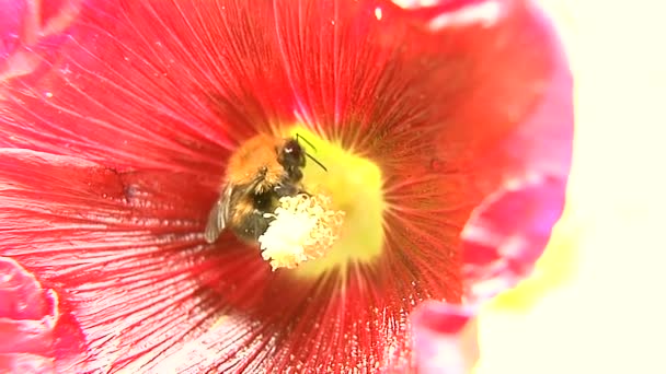 Le bourdon recueille le pollen d'un gladiole . — Video