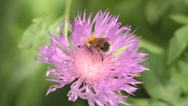 Bumblebee e formiga em uma flor . — Vídeo de Stock