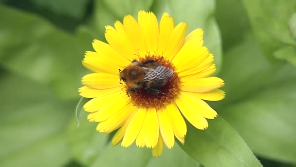 Hommel in slaap op een gele bloem. — Stockvideo