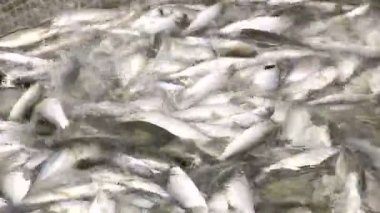 Coregonus peled. 2 çekim