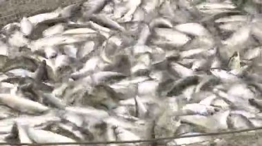 Coregonus peled. 2 çekim