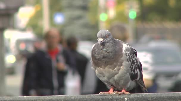 Duva på bakgrund av människor promenader och fordon i rörelse. — Stockvideo