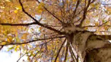 Huş ağacı çerçevede döner.