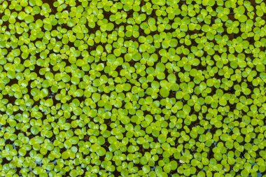 Salvinia Natans