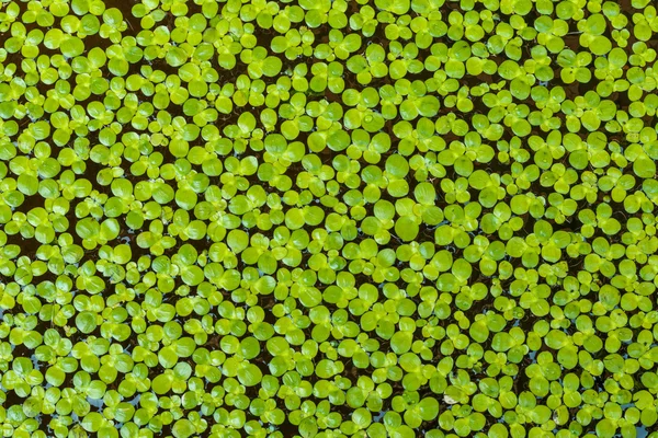 Salvinia Natans — Foto de Stock