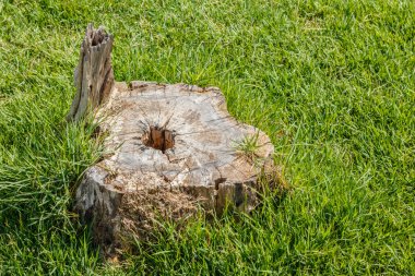Eski güdük ağaç bitki yeşil çim sahada.