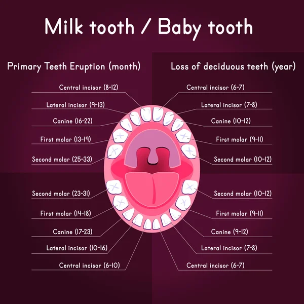 子供の歯の解剖学 — ストックベクタ