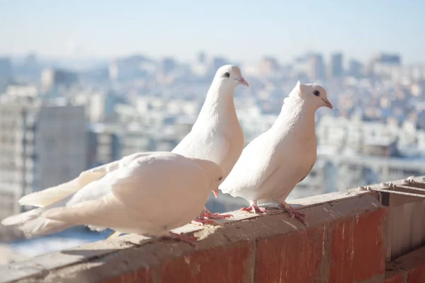 Drie witte duiven coo tegen het stadsbeeld van een hoge verdieping. Relatie van een groep witte vogels. Duiven symbool van vrede en familie en romantisch. — Stockfoto