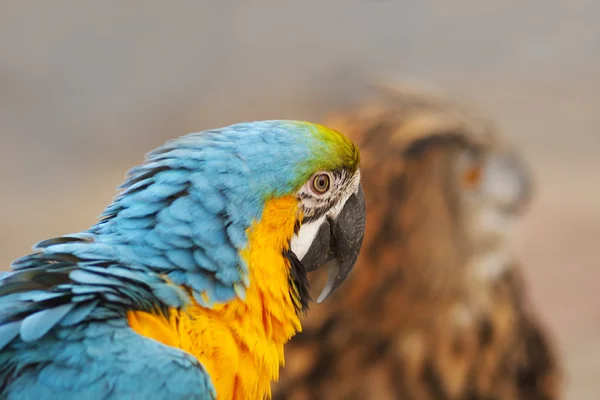Světlé papoušek pták venku — Stock fotografie
