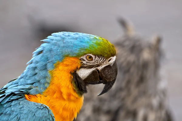 Bright macaw bird in profile — Stock Photo, Image