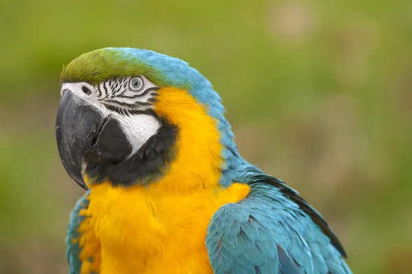 Pájaro guacamayo brillante al aire libre —  Fotos de Stock