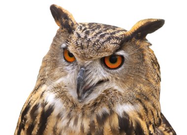 Avrasya kartal-baykuş portre beyaz arka plan üzerinde izole