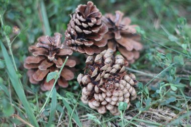 Ananas, meyve veya çam tohumu, doğa..