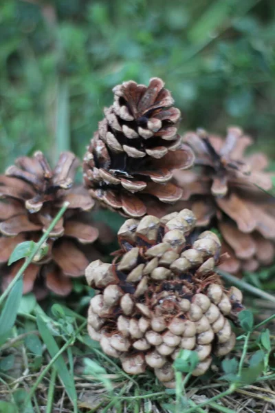 Ananas, meyve veya çam tohumu, doğa..