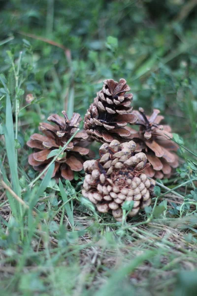 Ananas, meyve veya çam tohumu, doğa..