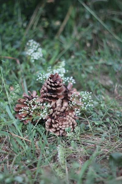 Ananas, meyve veya çam tohumu, doğa..