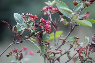 Ananas, meyve ya da çam ağacının tohumu.