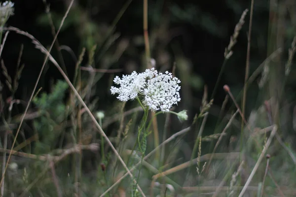 Planta Silvestre Blanca Desde Los Bordes Las Lagunas — Foto de Stock