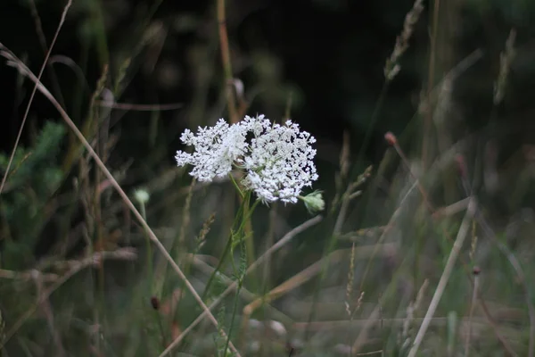 Planta Silvestre Blanca Desde Los Bordes Las Lagunas — Foto de Stock