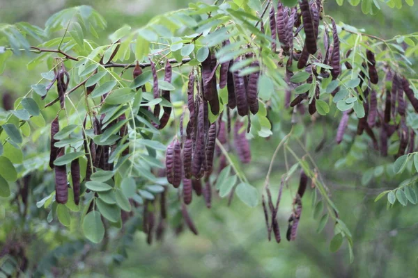 Maraquero ağacı, yeşil renk, marakas.