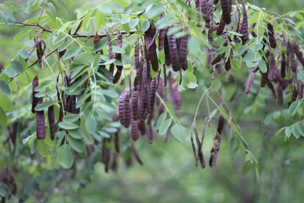 Maraquero ağacı, yeşil renk, marakas.