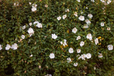 Çok renkli egzotik ve güzel çiçekli bir bahçe.