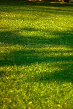 Ağaç gölgesi, kırmızı günbatımı gölgesi