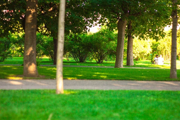 Ağaç parkı, açık hava, orman