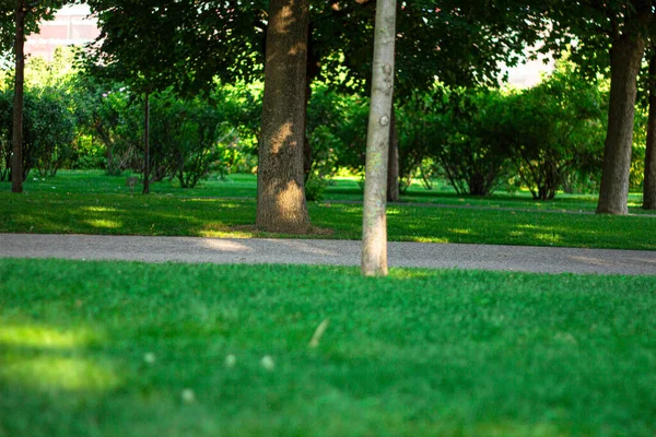 Ağaç parkı, açık hava, orman