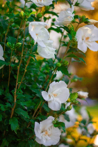 Multicolored Garden Exotic Beautiful Flowers — Stock Photo, Image