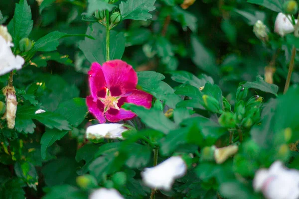 Multicolored Garden Exotic Beautiful Flowers — Stock Photo, Image