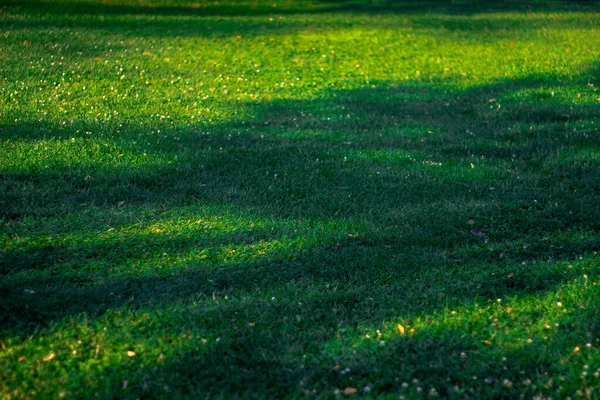 Ağaç gölgesi, kırmızı günbatımı gölgesi